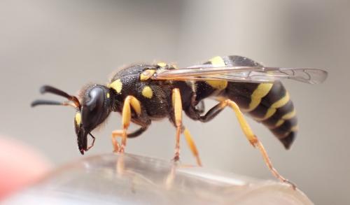 Ancistrocerus claripennis